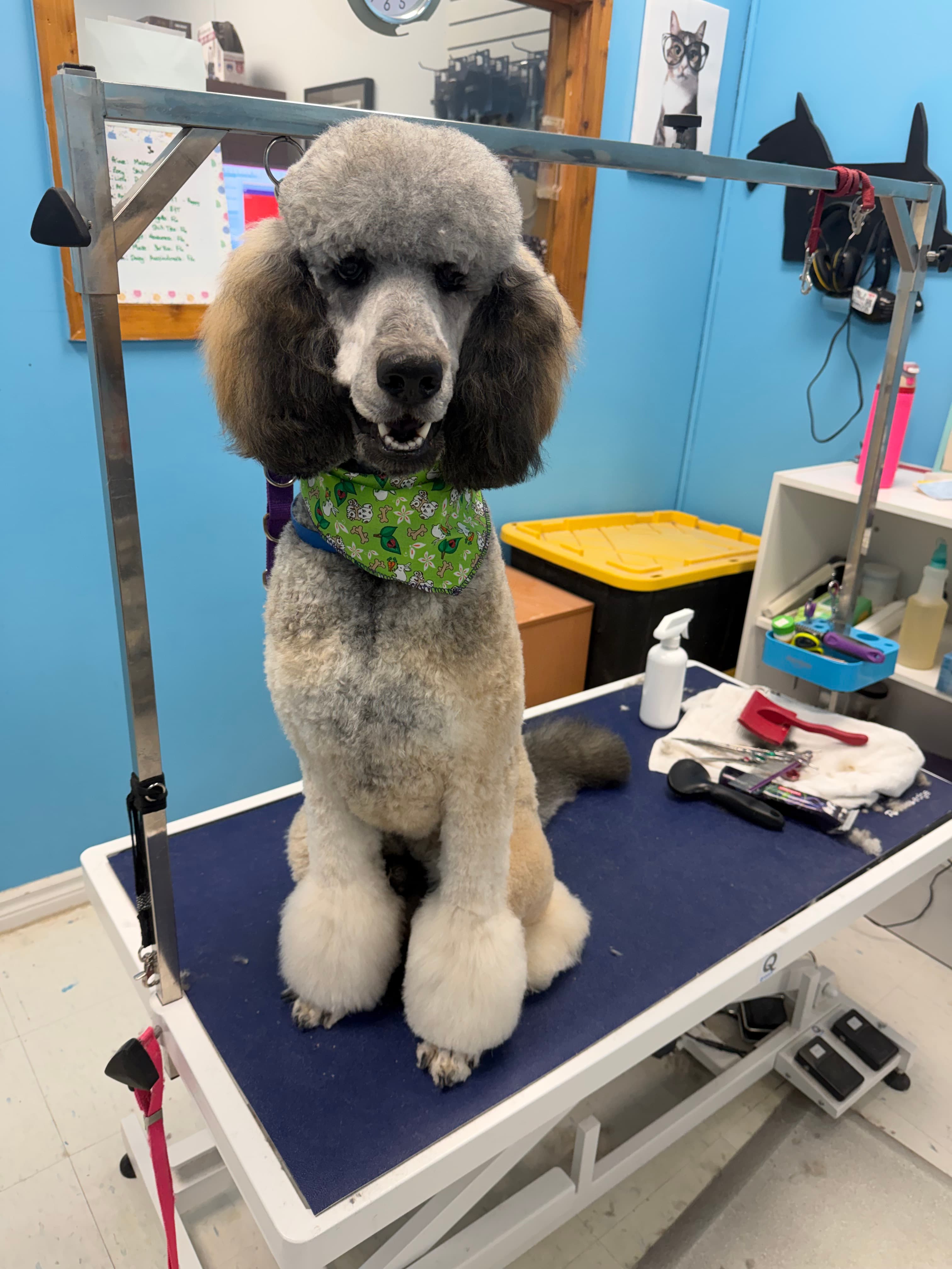 A grey poodle with a softly rounded topknot after grooming by Yu Yu