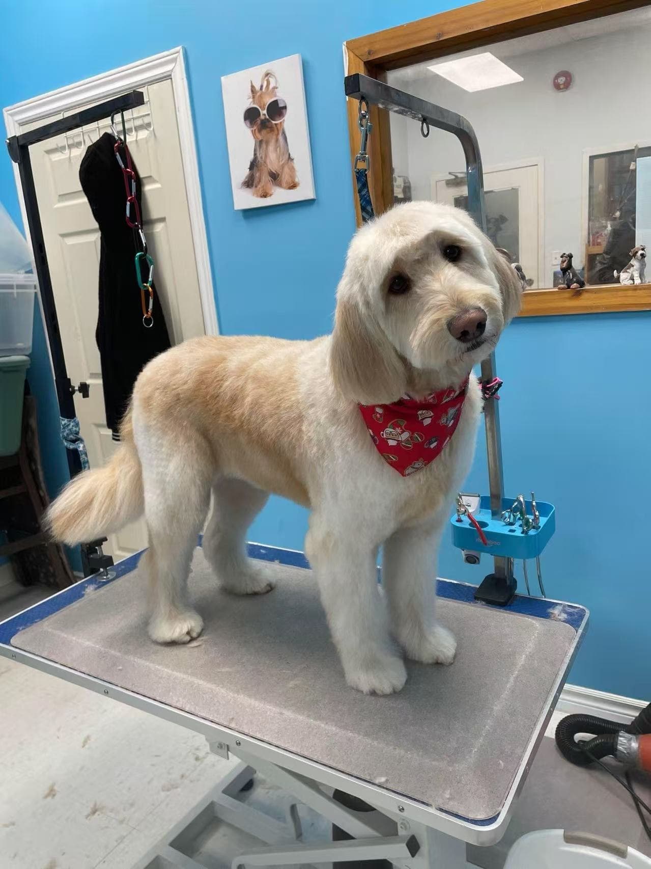 A cream-coloured dog with a softly rounded face and tidy finish after grooming by Zandy