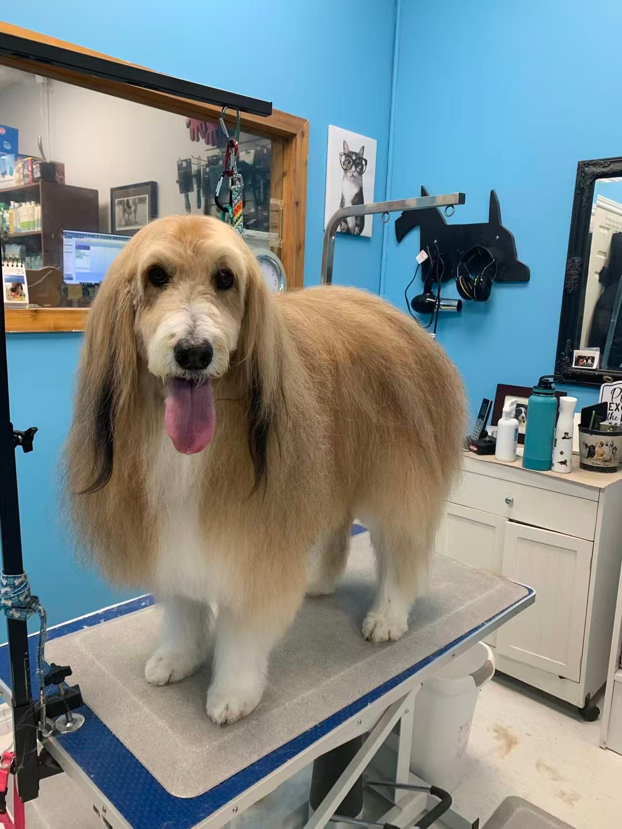 A smiling white dog with a plush rounded finish after grooming by Zandy