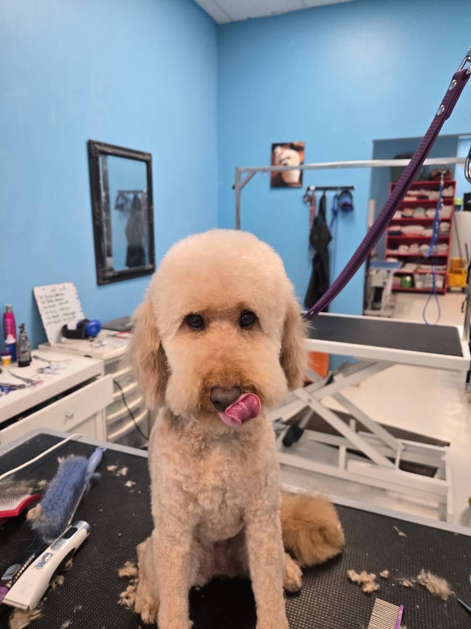 A cream-coloured dog with a softly rounded face and tidy finish after grooming by Zandy